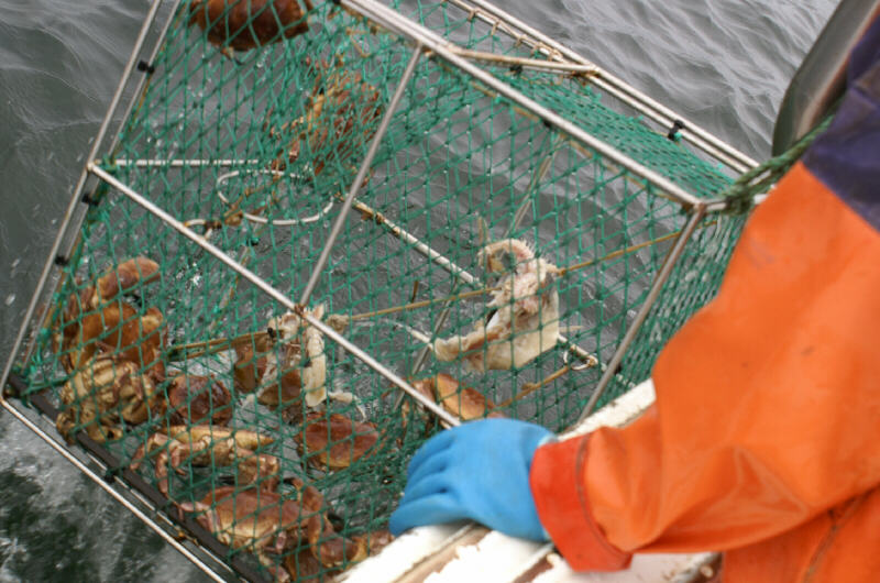  Helgoländer Hummerfischerei