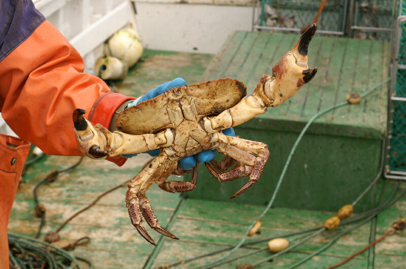  Helgoländer Hummerfischerei