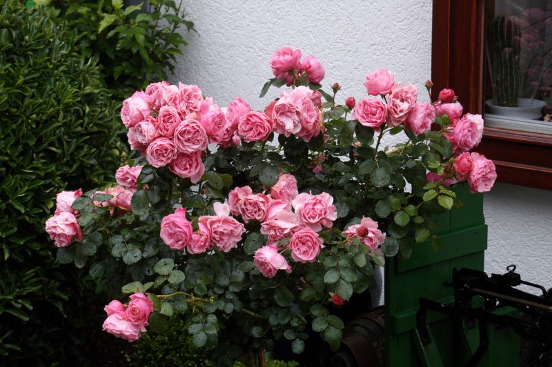 Bild des Tages