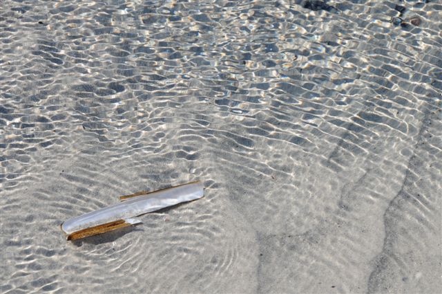 Am Spülsaum der Düne liegen langgestreckte, messerscheidenartige Muschelschalen.