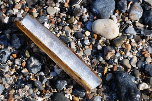 Am Spülsaum der Düne liegen langgestreckte, messerscheidenartige Muschelschalen.