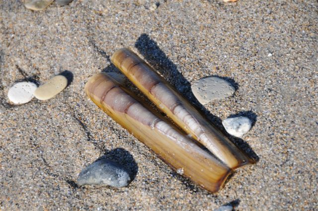 Am Spülsaum der Düne liegen langgestreckte, messerscheidenartige Muschelschalen.