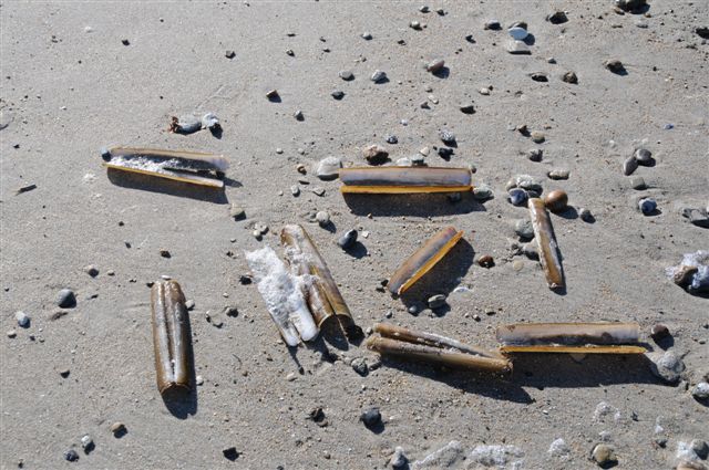 Am Spülsaum der Düne liegen langgestreckte, messerscheidenartige Muschelschalen.