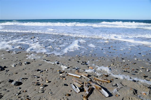 Am Spülsaum der Düne liegen langgestreckte, messerscheidenartige Muschelschalen.