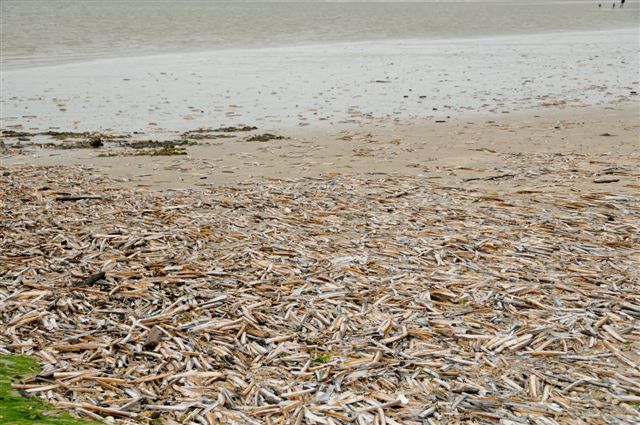 Am Spülsaum auf Baltrum liegen Massen von Muschelschalen