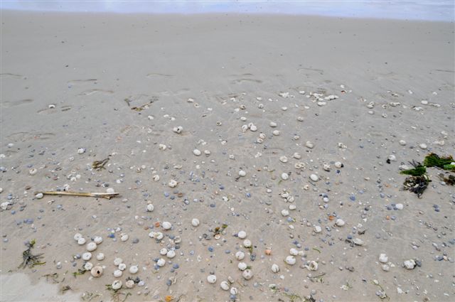 Am Spülsaum der von Baltrum liegen Massen von Herzseeigelschalen.