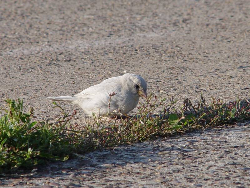 Nahaufnahme eines Albino-Spatzen auf Helgoland