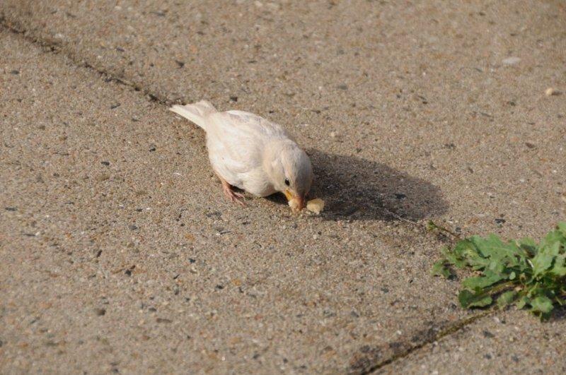 Nahaufnahme eines Albino-Spatzen auf Helgoland