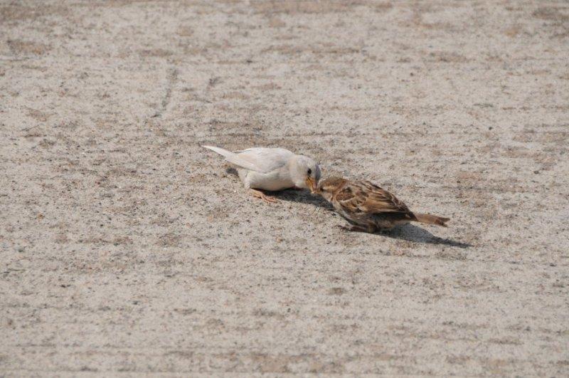 Nahaufnahme eines Albino-Spatzen auf Helgoland
