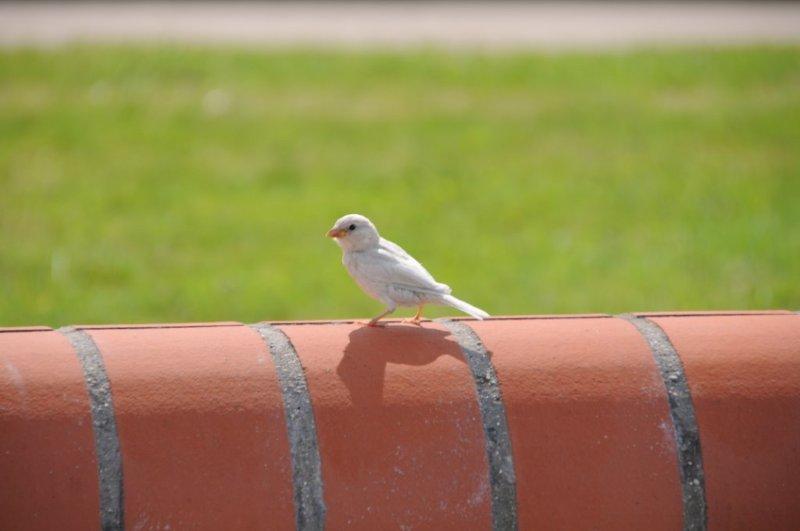 Nahaufnahme eines Albino-Spatzen auf Helgoland