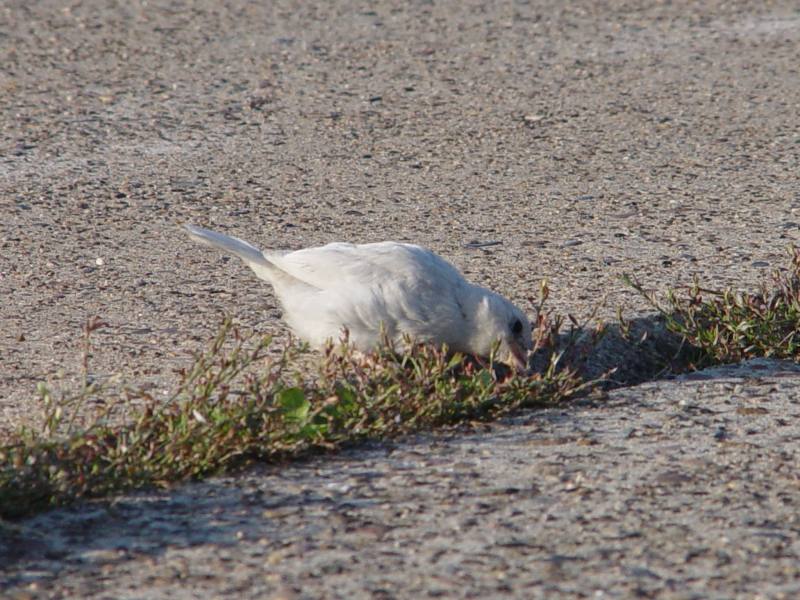 Nahaufnahme eines Albino-Spatzen auf Helgoland