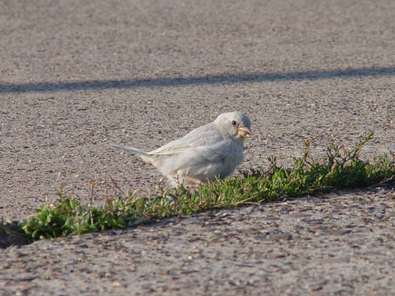 Nahaufnahme eines Albino-Spatzen auf Helgoland