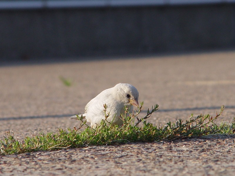 Nahaufnahme eines Albino-Spatzen auf Helgoland