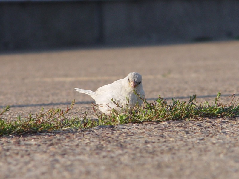 Nahaufnahme eines Albino-Spatzen auf Helgoland