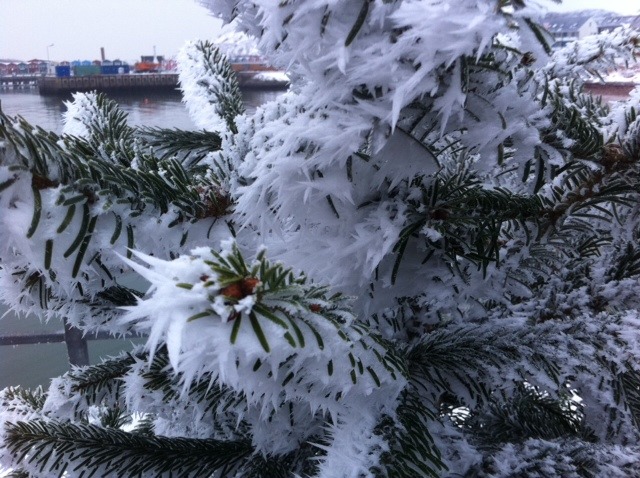 Im Winter auf Helgoland bilden sich bei Nebel und frostiger Luft an jedem Gegenstand lange Eisnadeln.