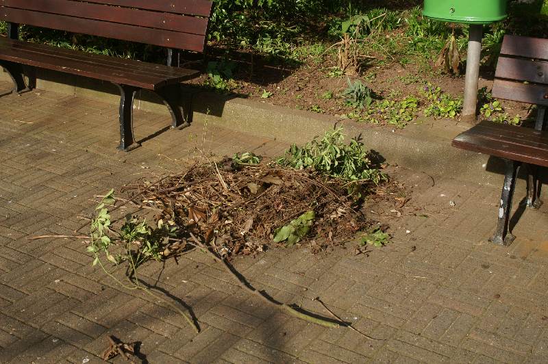 Die Riinmoakers pflegen die Beete in den Anlagen am Siemensplatz im Unterland Helgolands.