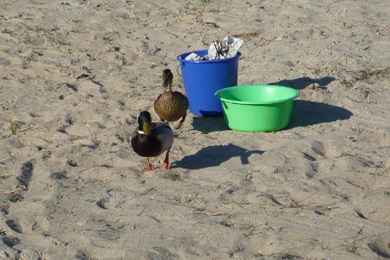 Camper Jesko baut sein Zelt auf dem Campingplatz Helgoland-Düne auf und wird dabei von zwei Stockenten ausgiebig und ziemlich unscheu begutachtet.