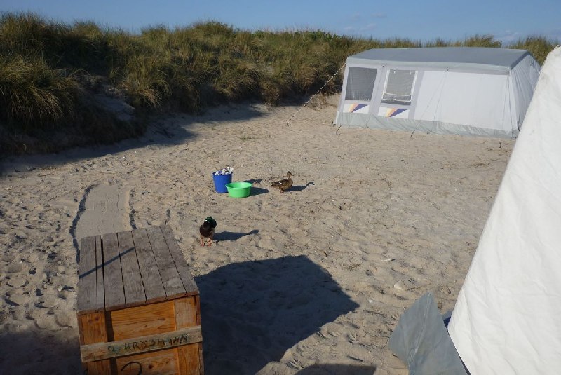 Camper Jesko baut sein Zelt auf dem Campingplatz Helgoland-Düne auf und wird dabei von zwei Stockenten ausgiebig und ziemlich unscheu begutachtet.