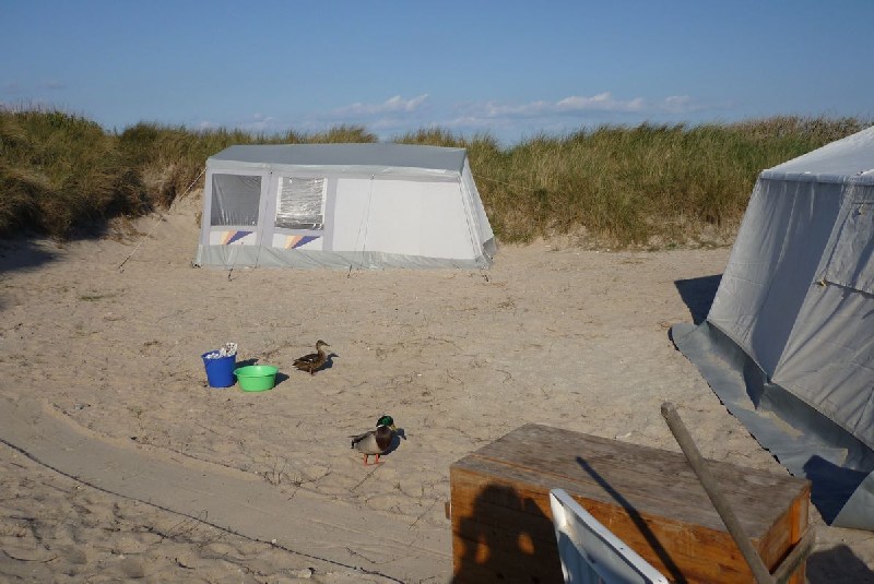 Camper Jesko baut sein Zelt auf dem Campingplatz Helgoland-Düne auf und wird dabei von zwei Stockenten ausgiebig und ziemlich unscheu begutachtet.