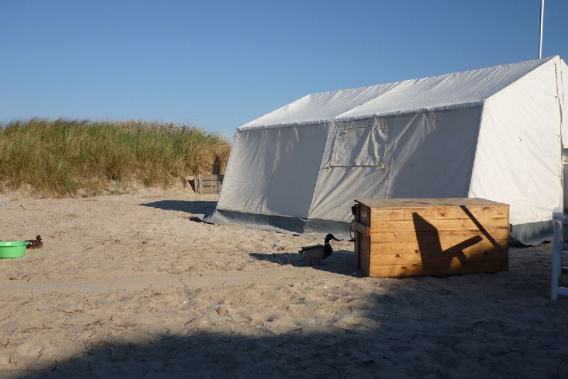 Camper Jesko baut sein Zelt auf dem Campingplatz Helgoland-Düne auf und wird dabei von zwei Stockenten ausgiebig und ziemlich unscheu begutachtet.