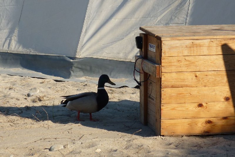 Camper Jesko baut sein Zelt auf dem Campingplatz Helgoland-Düne auf und wird dabei von zwei Stockenten ausgiebig und ziemlich unscheu begutachtet.