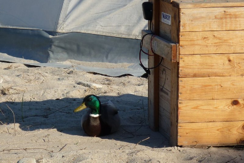 Camper Jesko baut sein Zelt auf dem Campingplatz Helgoland-Düne auf und wird dabei von zwei Stockenten ausgiebig und ziemlich unscheu begutachtet.
