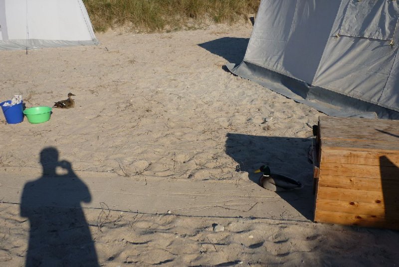 Camper Jesko baut sein Zelt auf dem Campingplatz Helgoland-Düne auf und wird dabei von zwei Stockenten ausgiebig und ziemlich unscheu begutachtet.