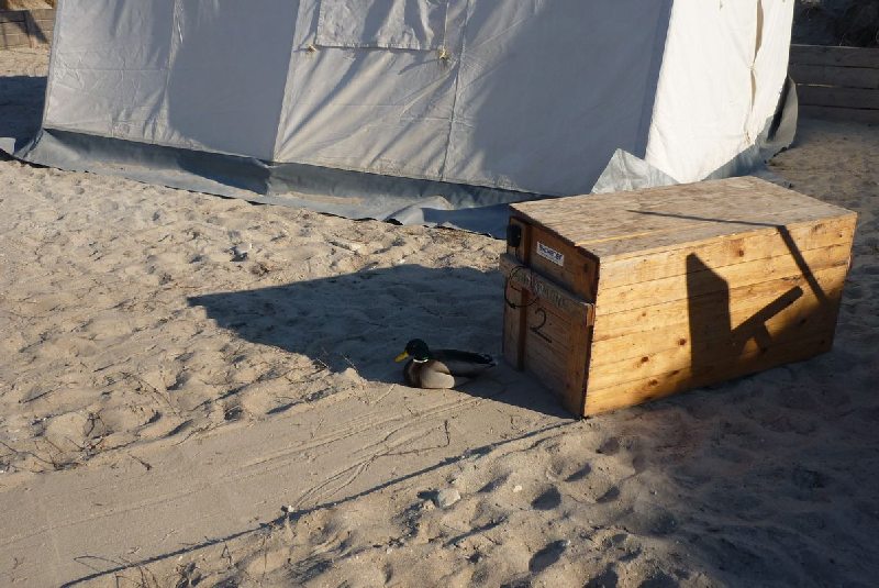 Camper Jesko baut sein Zelt auf dem Campingplatz Helgoland-Düne auf und wird dabei von zwei Stockenten ausgiebig und ziemlich unscheu begutachtet.