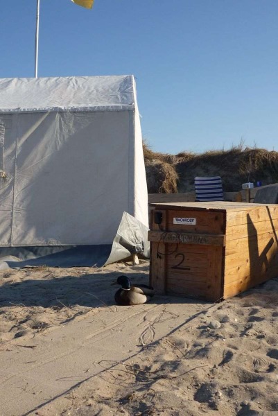 Camper Jesko baut sein Zelt auf dem Campingplatz Helgoland-Düne auf und wird dabei von zwei Stockenten ausgiebig und ziemlich unscheu begutachtet.