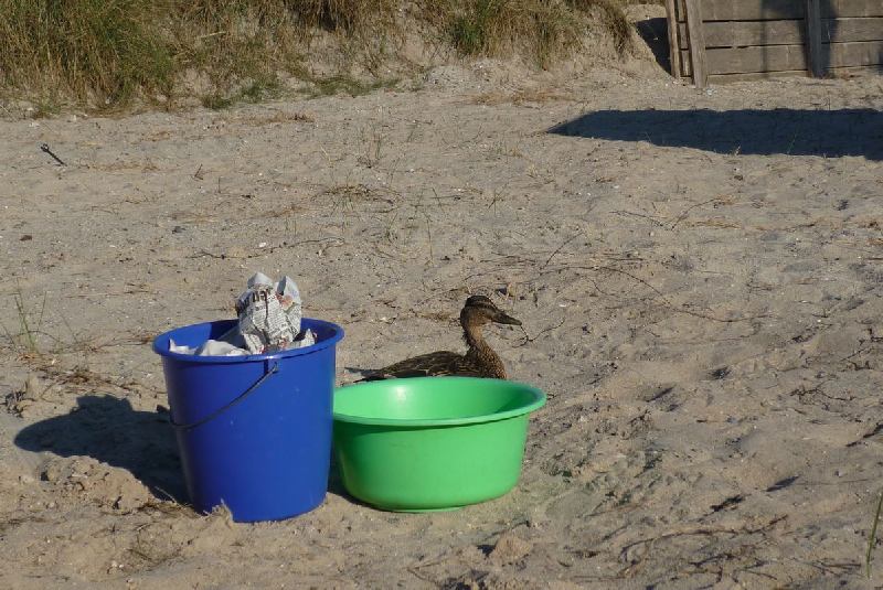 Camper Jesko baut sein Zelt auf dem Campingplatz Helgoland-Düne auf und wird dabei von zwei Stockenten ausgiebig und ziemlich unscheu begutachtet.