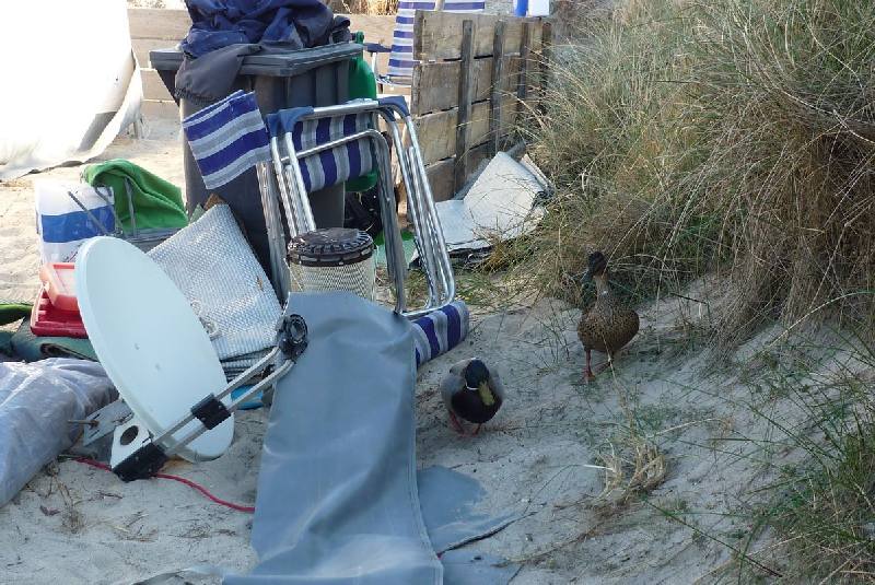 Camper Jesko baut sein Zelt auf dem Campingplatz Helgoland-Düne auf und wird dabei von zwei Stockenten ausgiebig und ziemlich unscheu begutachtet.