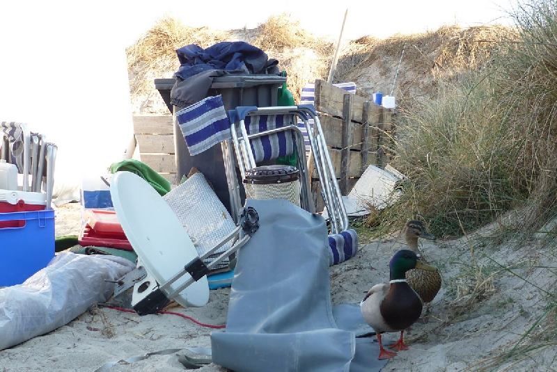 Camper Jesko baut sein Zelt auf dem Campingplatz Helgoland-Düne auf und wird dabei von zwei Stockenten ausgiebig und ziemlich unscheu begutachtet.