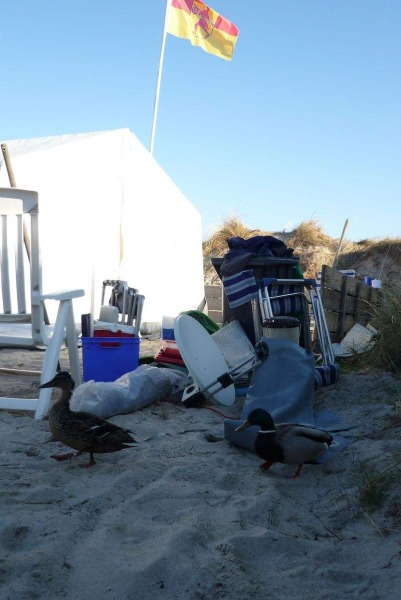 Camper Jesko baut sein Zelt auf dem Campingplatz Helgoland-Düne auf und wird dabei von zwei Stockenten ausgiebig und ziemlich unscheu begutachtet.