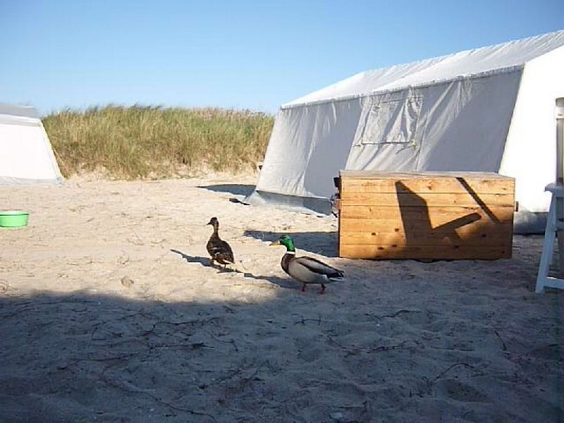 Camper Jesko baut sein Zelt auf dem Campingplatz Helgoland-Düne auf und wird dabei von zwei Stockenten ausgiebig und ziemlich unscheu begutachtet.