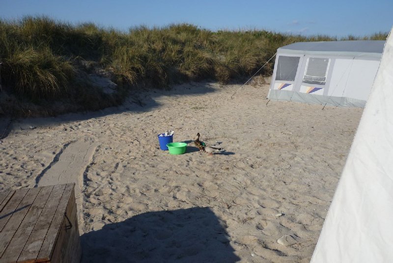 Camper Jesko baut sein Zelt auf dem Campingplatz Helgoland-Düne auf und wird dabei von zwei Stockenten ausgiebig und ziemlich unscheu begutachtet.