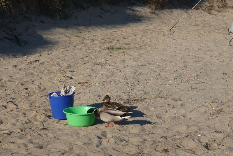 Camper Jesko baut sein Zelt auf dem Campingplatz Helgoland-Düne auf und wird dabei von zwei Stockenten ausgiebig und ziemlich unscheu begutachtet.