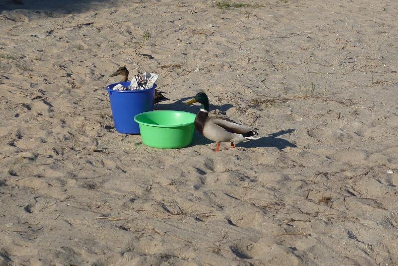 Camper Jesko baut sein Zelt auf dem Campingplatz Helgoland-Düne auf und wird dabei von zwei Stockenten ausgiebig und ziemlich unscheu begutachtet.