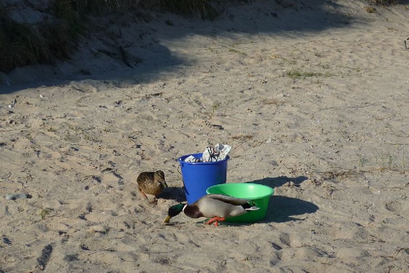 Camper Jesko baut sein Zelt auf dem Campingplatz Helgoland-Düne auf und wird dabei von zwei Stockenten ausgiebig und ziemlich unscheu begutachtet.
