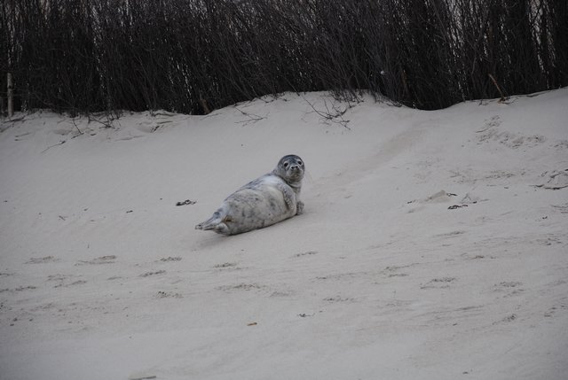 Ein Seehund am Nordstrand  der Helgoländer Düne ist ganz weit den Strand hinauf gerobbt.