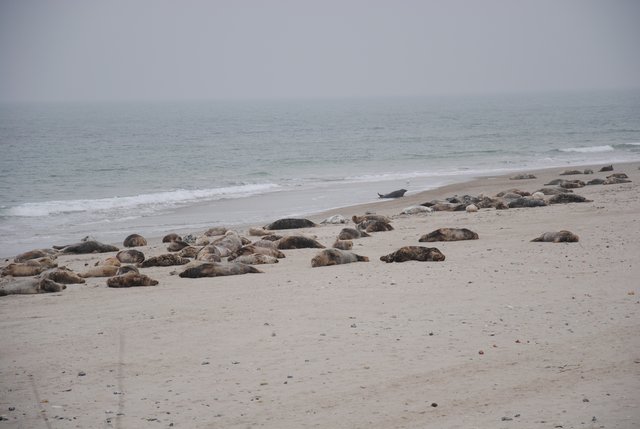 An einem nur 50 Meter langen Strandabschnitt des Nordstrands der Helgoländer Düne lagern dicht an dicht über 50 Kegelrobben.