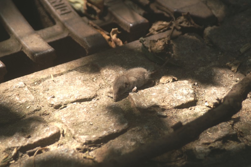 Eine Helgoländer Hausmaus an der Haupttreppe.