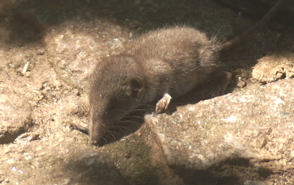 Eine Helgoländer Hausmaus an der Haupttreppe.