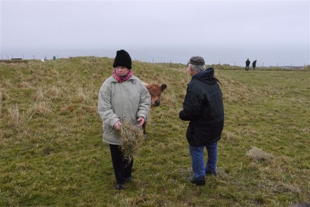 Galloway-Rinder und Heidschnucken auf Helgoland.