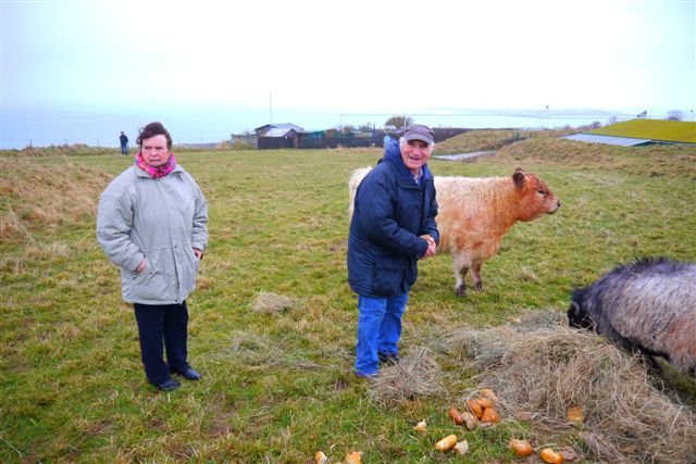 Galloway-Rinder und Heidschnucken auf Helgoland.