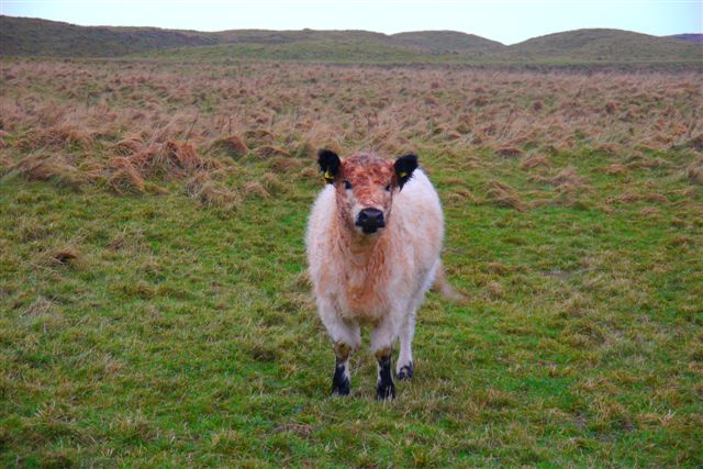 Galloway-Rinder und Heidschnucken auf Helgoland.