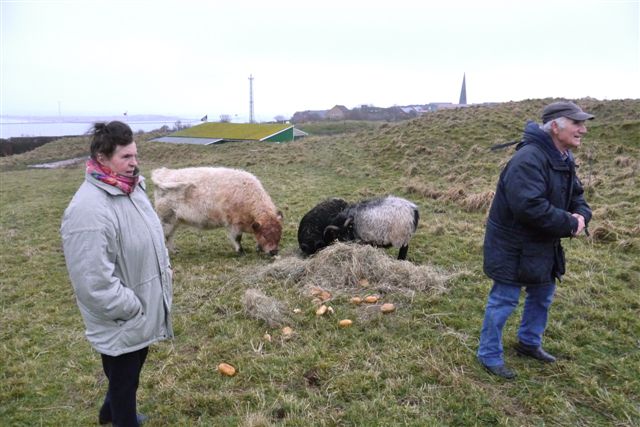 Galloway-Rinder und Heidschnucken auf Helgoland.
