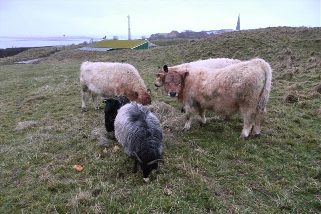 Galloway-Rinder und Heidschnucken auf Helgoland.