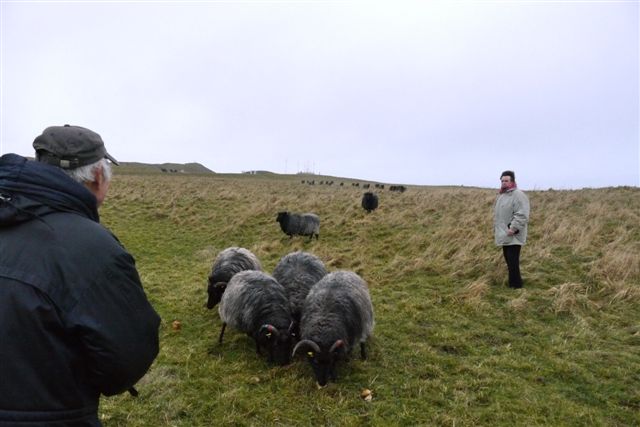 Galloway-Rinder und Heidschnucken auf Helgoland.