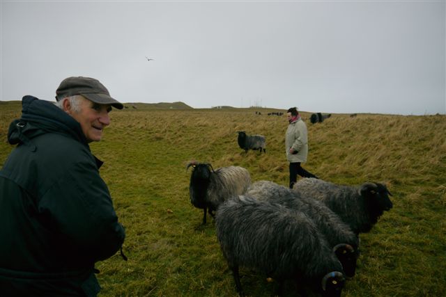 Galloway-Rinder und Heidschnucken auf Helgoland.