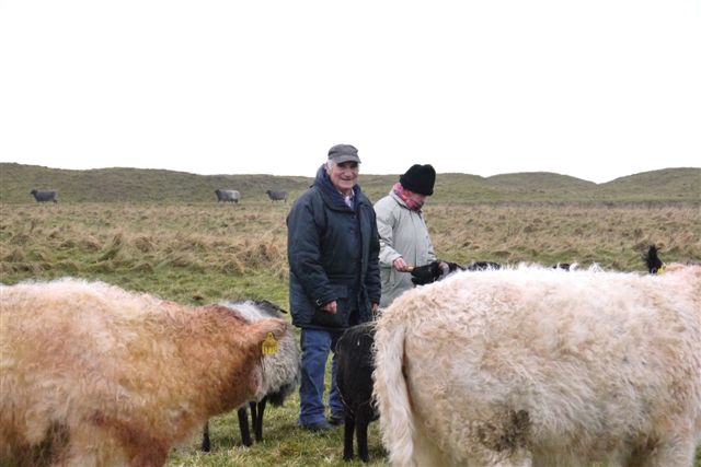Galloway-Rinder und Heidschnucken auf Helgoland.